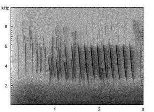 Sumpfmeise | Poecile palustris - Gesang