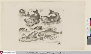 Fictitij Pisees; Delphinus fict; Milvus; Hirundo zeeswalm [Fiktionaler Fisch, fiktionaler Delphin und ein fliegender Fisch; A Fictional Fish, Fictional Dolphin, and a Flying Fish]