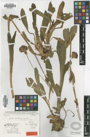 Silene asterias Griseb. [type]