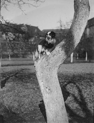 Hund : Hund auf einem Baumstamm sitzend