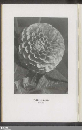 Dahlia variabilis