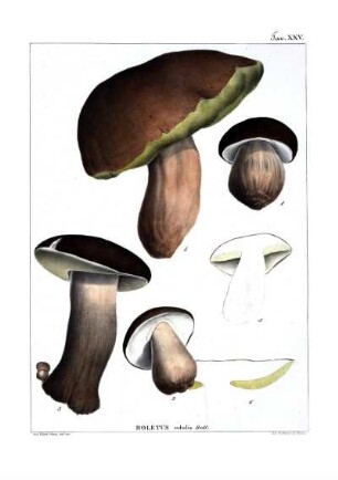 Tav. XXV. Boletus edulis Bull.