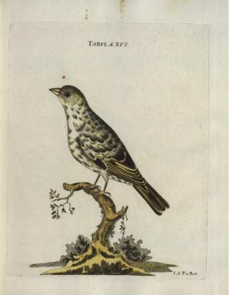 Tabvla XVI.