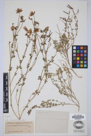 Lotus holosericus Webb & Berthel.