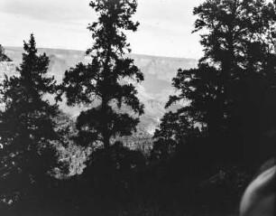 Wald : Blick durch die Baumwipfel auf die Ausläufer des Grand Canyon