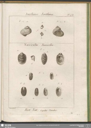 Pl. 456. Janthine. Janthina - Navicelle. Navicella