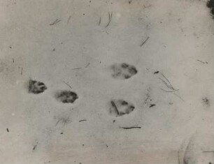 Feldhase (Lepus europaeus), Fährte im Schnee