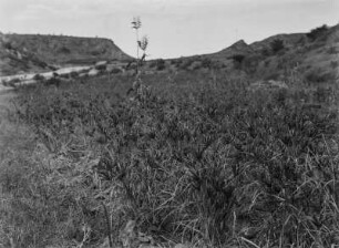 Graslandschaft : Gräser