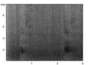 Nebelparder | Neofelis nebulosa - Mauzen