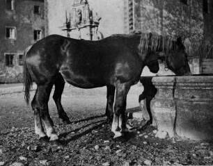 Zwei Pferde stehen an einem Brunnen und trinken