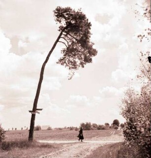 Binenwalde: Einsame Kiefer und Wolkenhimmel