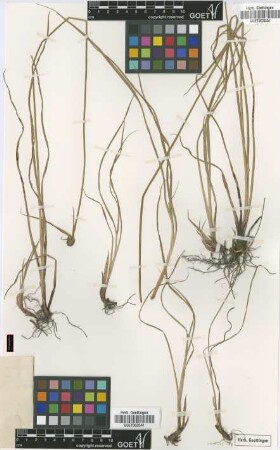 Cyperus peteri Kük. [type]