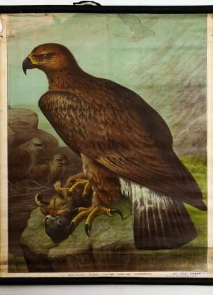 Steinadler