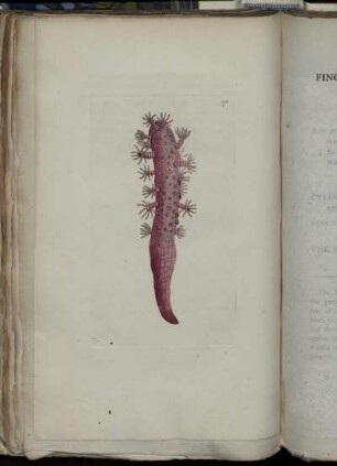 Finger-Shaped Pennatula.