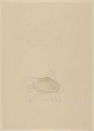 Nerven der an der Nasenscheidewand befindlichen Riechschleimhaut [Vorzeichnung zu Samuel Thomas Soemmerring, Abbildungen der menschlichen Organe des Geruchs, Frankfurt am Main 1809, Tafel 2, Fig. III ("schattierte" Darstellung)]