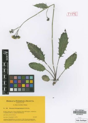 Hieracium boreoapenninum Gottschl. [paratype]