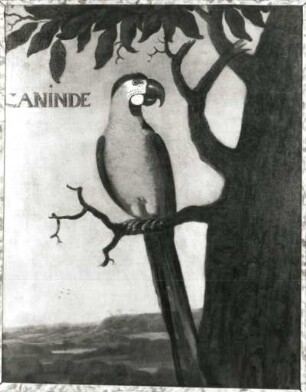CANINDE blauer Ara (Ara araruana) : CANINDE blauer Ara (Ara araruana). Öl auf Leinwand (1655/1663; A. Eckhout). Radebeul, Hoflößnitz, Berg- und Lusthaus, Festsaal (nach der Restaurierung)