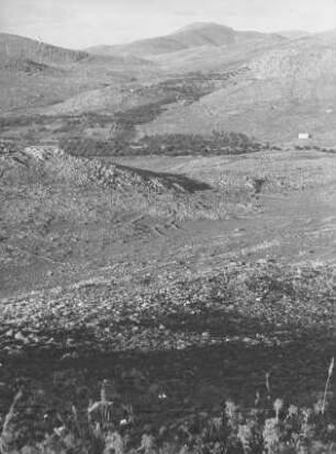 Steinwälle und Olivenhain : Blick über terrassierte Felder und Steinwälle hin zu einem Olivenhain.