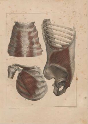 Musculi pectoralis minor, obliquus internus abdominis und transversus thoracis