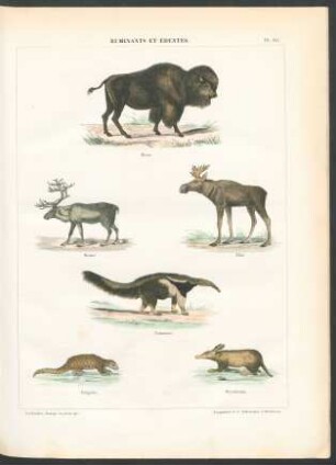 Tafel 10. Ruminants et édentés.