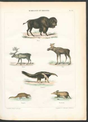 Tafel 10. Ruminants et édentés.