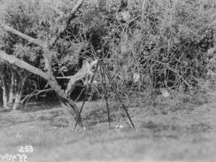 Meerkatze : Meerkatze neben einem Mikrofon
