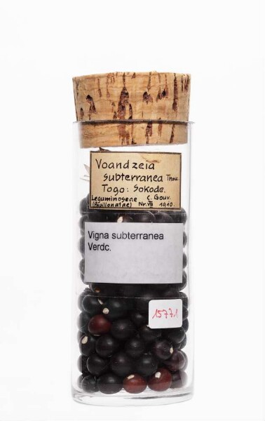 Vigna subterranea (L.) Verdc. aus Sokodé (Togo)