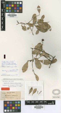 Hyperbaena angustifolia (A.Gray ex Griseb.) Urb.