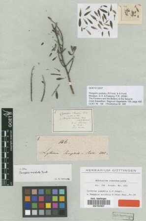 Pemphis acidula J.R.Forst. & G.Forst. [type]