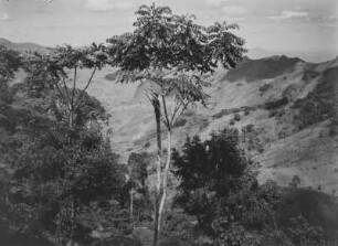 Die Uluguru-Berge : Vegetation in den Uluguru-Bergen. Im Bildvordergrund eine Maisanpflanzung