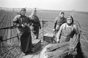 Hopfenfrauen : Nimbschen. Vier Hopfenernte-Helferinnen auf einem Anhänger. Das Hopfenfeld ist abgeerntet. Vermutlich werden sie das Feld für die nächste Saison vorbereiten