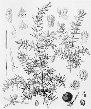 Gemeiner Wacholder (Juniperus communis), farbig : Geographie | Wirtschaftsgeographie | Zucker-, Gewürz- und Getränke liefernde Pflanzen | Gewürzplanzen (Muskatnuß, Zimt, Vanille)