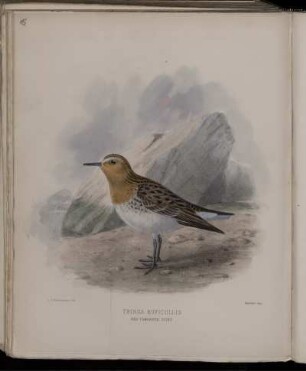 Tringa Ruficollis.