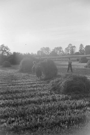 Spreewald um 1940. Heuernte auf den Wiesen. : Błóta wokoło 1940. Synowe žně.