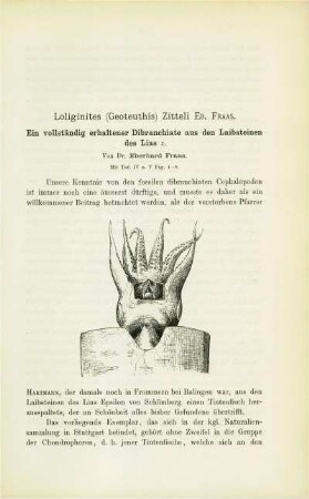 Loliginites (Geoteuthis) Zitteli EB. FRAAS. Ein vollständig erhaltener Dibranchiate aus den Laibsteinen des Lias