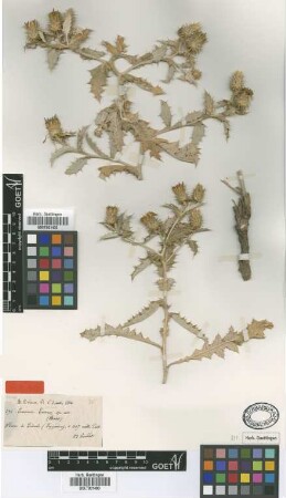 Cousinia caesarea Boiss. & Balansa [type]