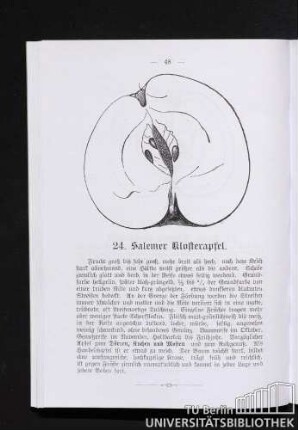 24. Salemer Klosterapfel.