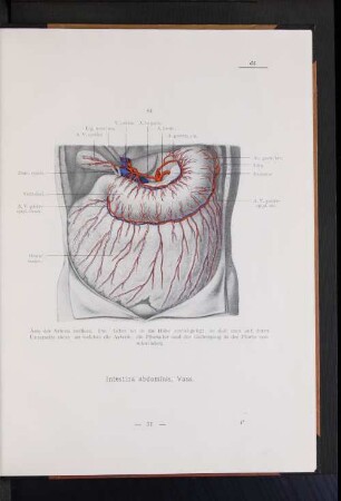 Intestina abdominis, Vasa.
