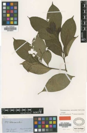 Tabernaemontana vanheurckii Muell.Arg. [isotype]