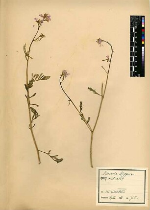 Cruciferae Erucaria aleppica [Wadi er-rumemin]
