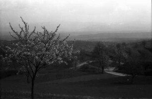 Vogtsburg, Pass: Blick vom Pass auf den Schwarzwald, Blütenbaum und Serpentine