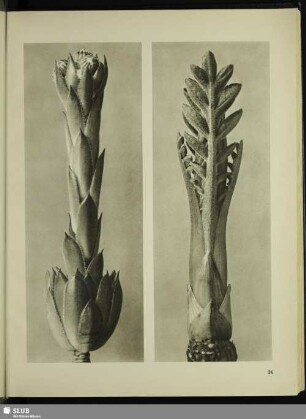 Cephalaria dipsacoides. Schuppenkopf, Kopfskabiose. Junger Sproß in 5facher Vergrößerung