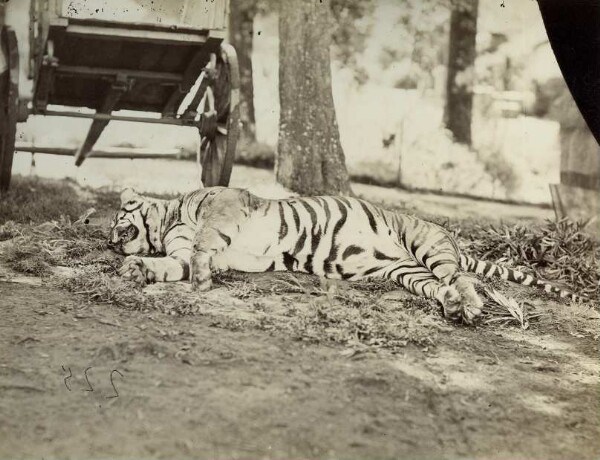 Royal Bengal Tiger