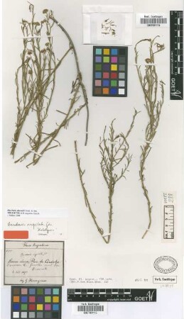 Baccharis angulata Griseb. [holotype]