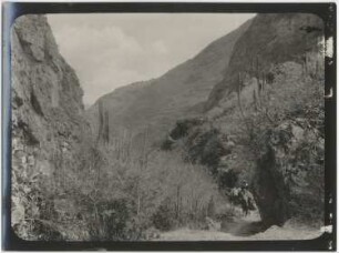 Vegetation in der Schlucht des Río San Cristóbal bei Sorata
