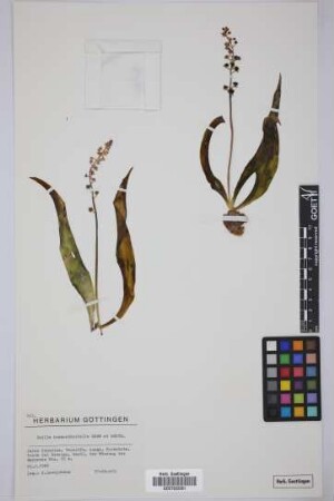 Scilla haemorrhoidalis Webb & Berthel.