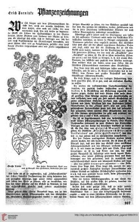 N.F. 15.1935: Pflanzenzeichnungen