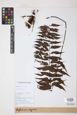 Asplenium nigrum Lam.