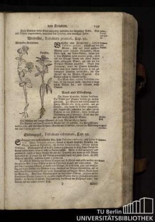 Cap. 91. Wiesenklee, Trifolium pratense.