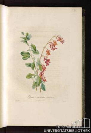 Pl. XI. Épine vinette ordinaire.